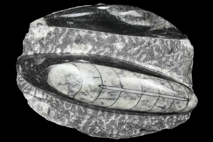 Polished Orthoceras (Cephalopod) Fossils - Morocco #96640